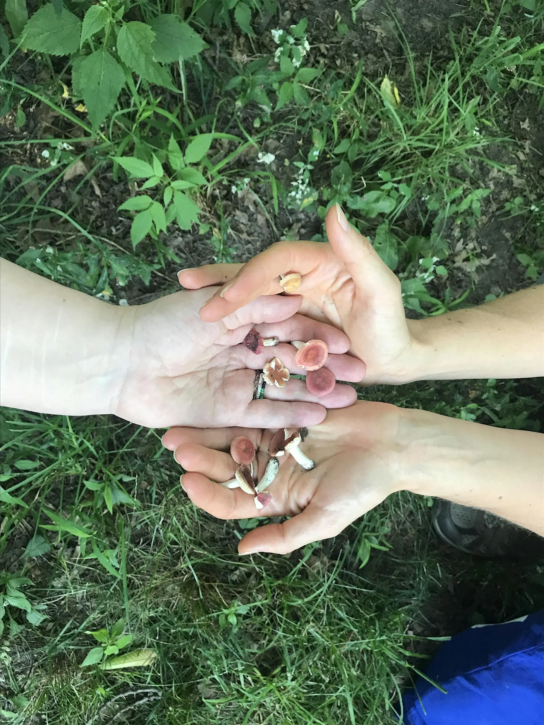 Wild & Curious-Mushroom walk in Central Park