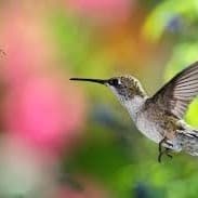 Birds & Bees